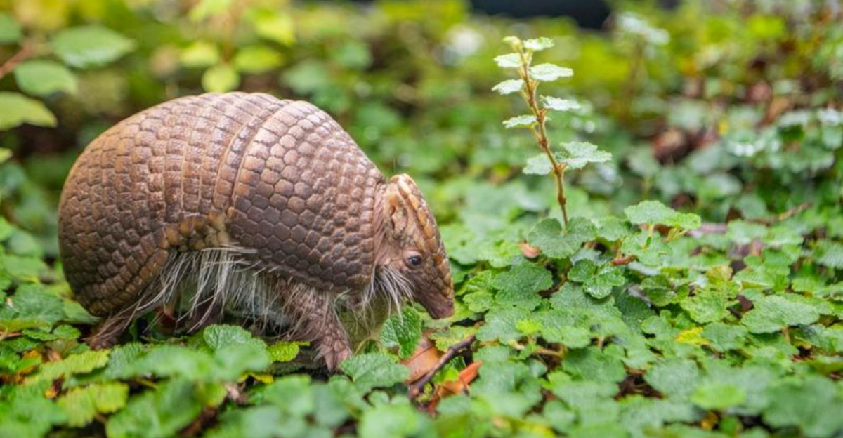 armadillo in yard
