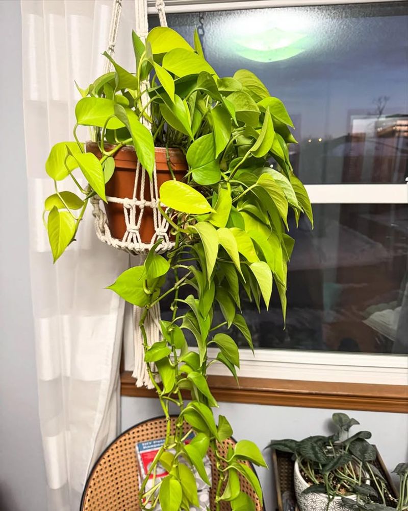 Pothos: The Easiest Way to Add Green Fast