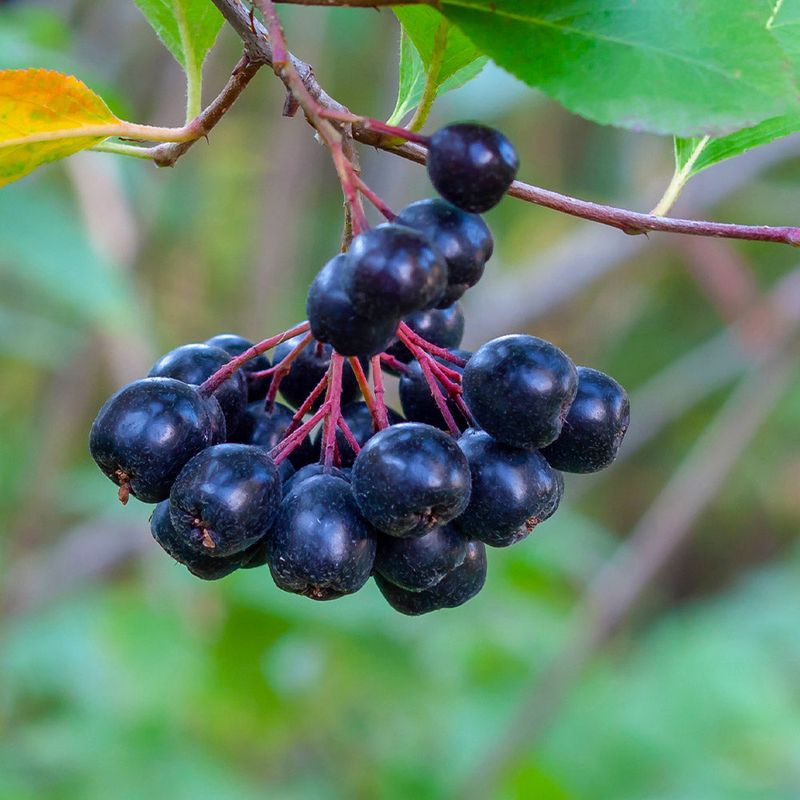 Chokeberry For Reliable Berries In Tough Conditions