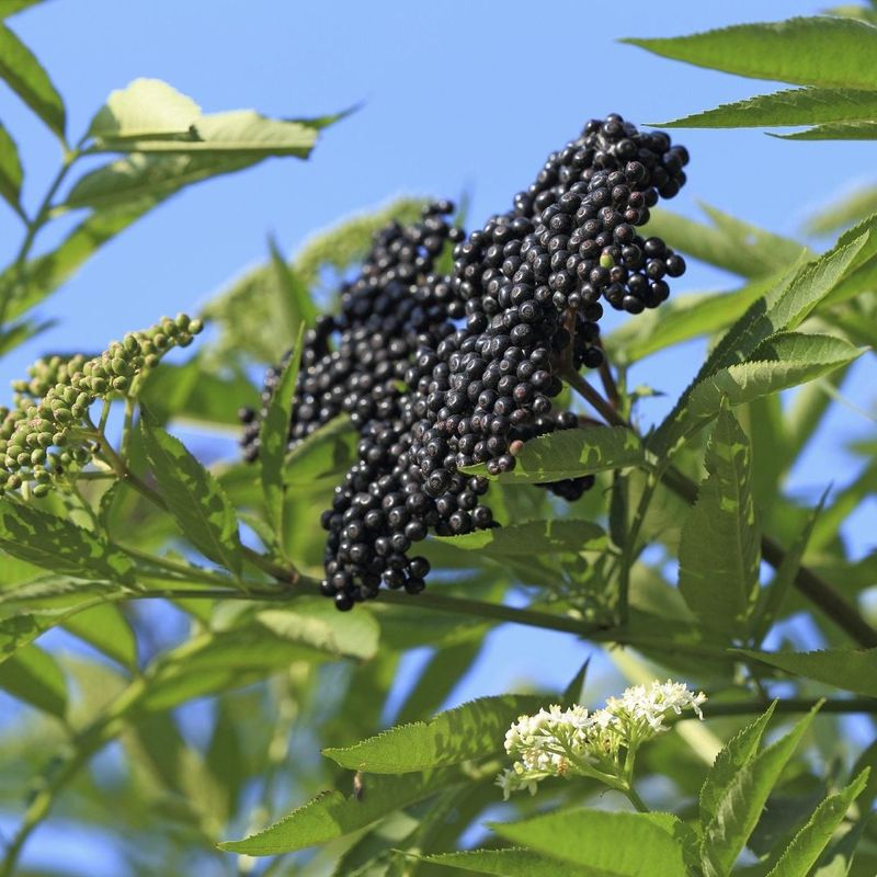Elderberry Bounces Back Strong After Harsh Winters