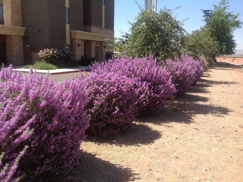 Mulched Plant Beds With Desert-Adapted Shrubs