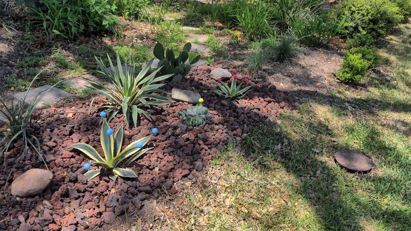 Xeriscaping with Native Desert Plants