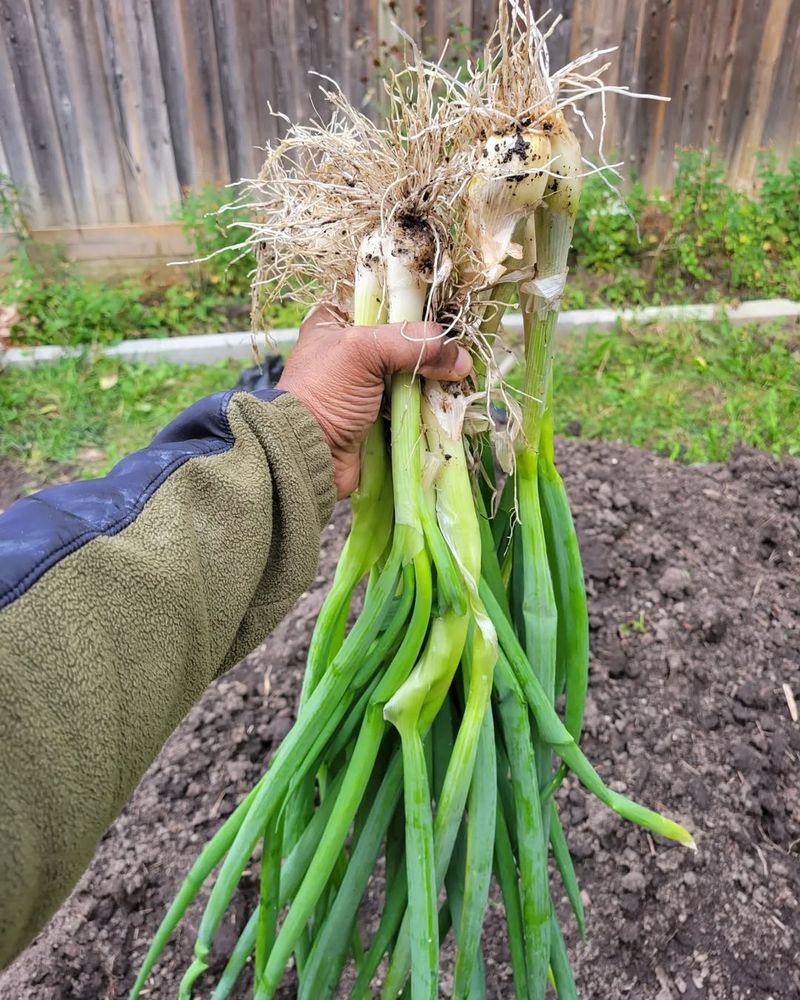 Green Onions (Scallions)