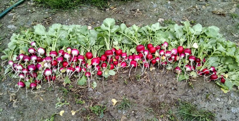 Radishes