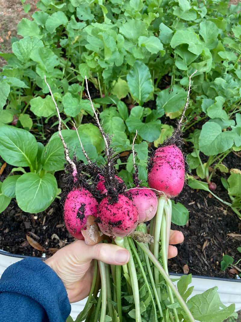 Radishes