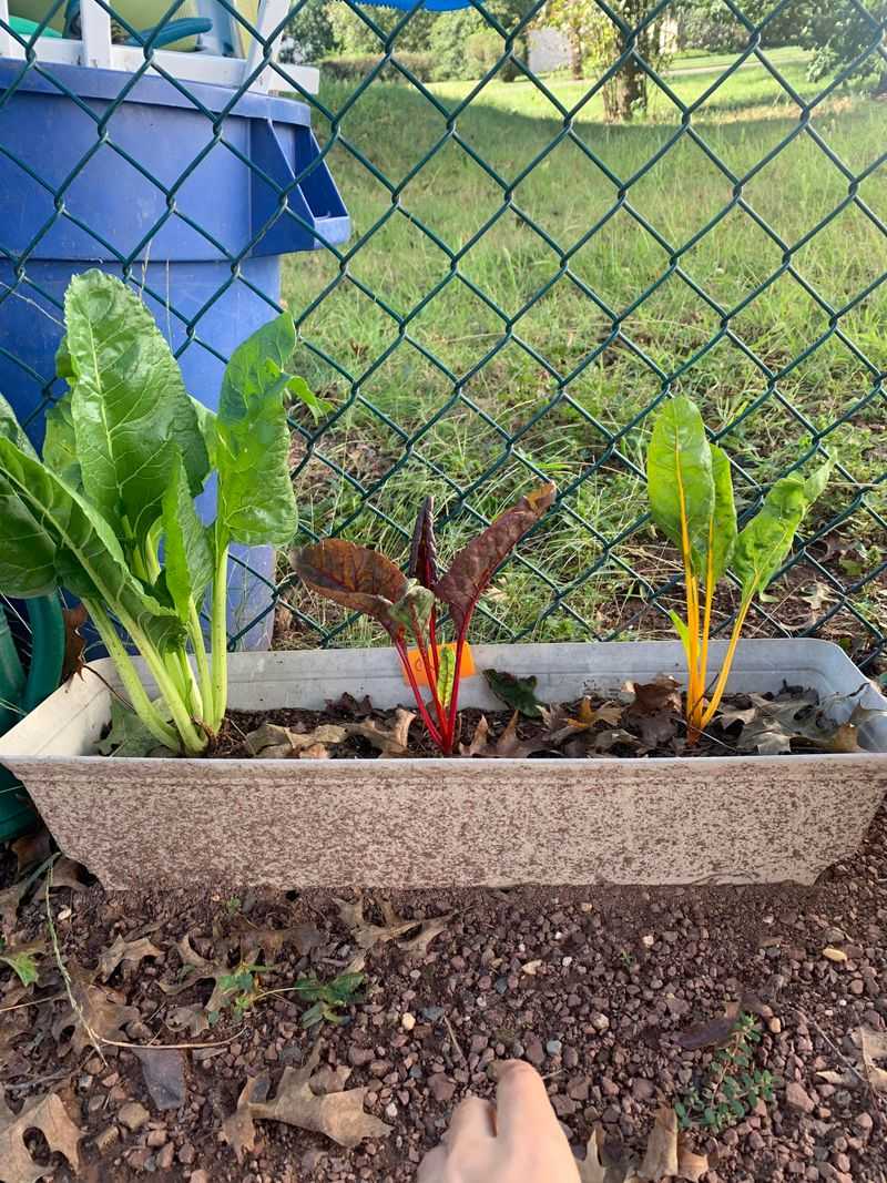 Chard That Handles Ohio Cold