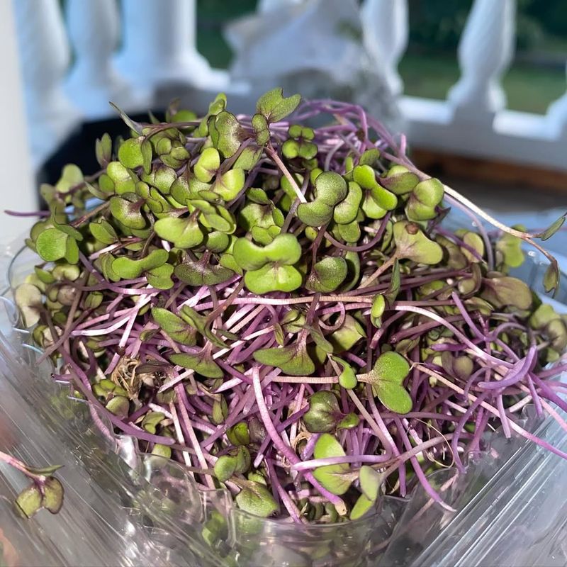 Red Cabbage Microgreens