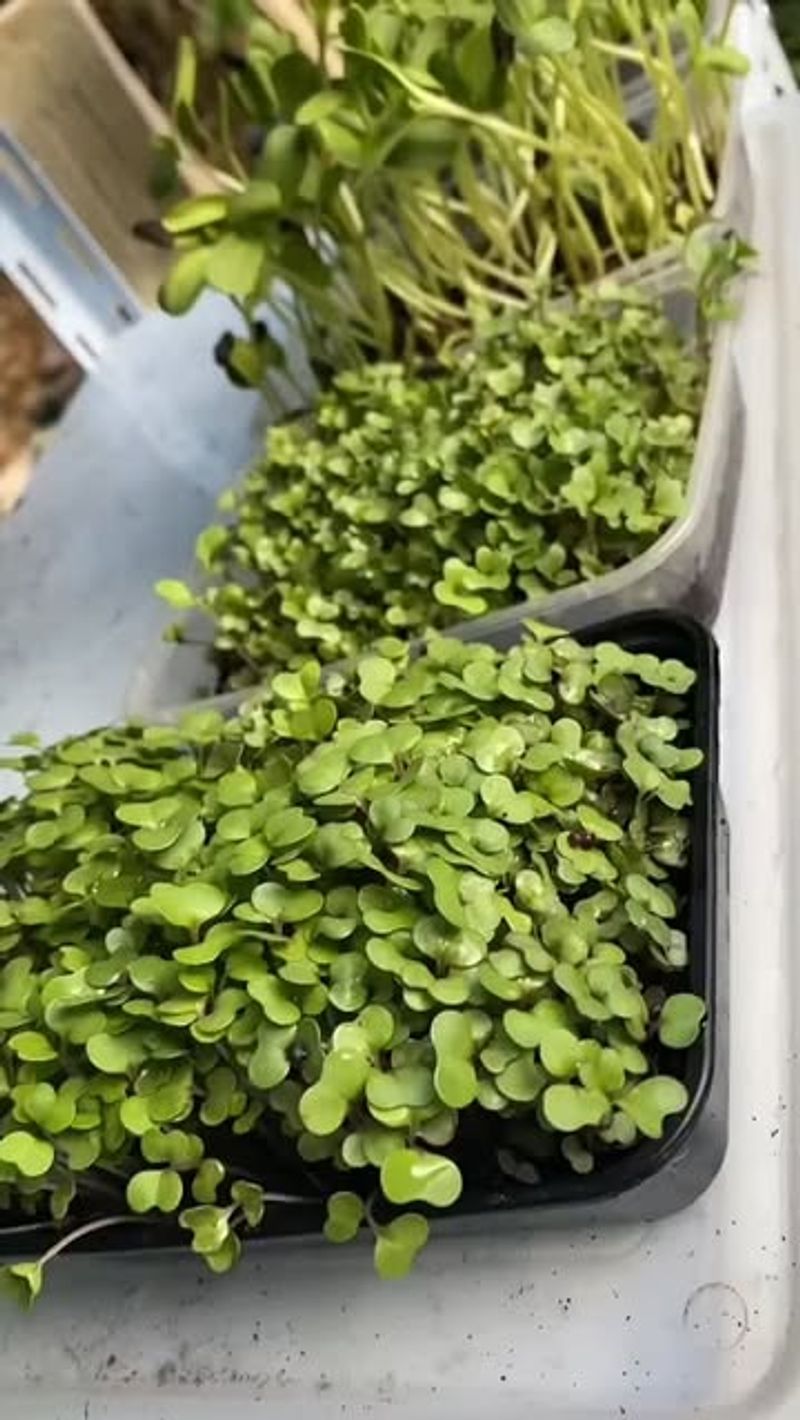 Basil Microgreens