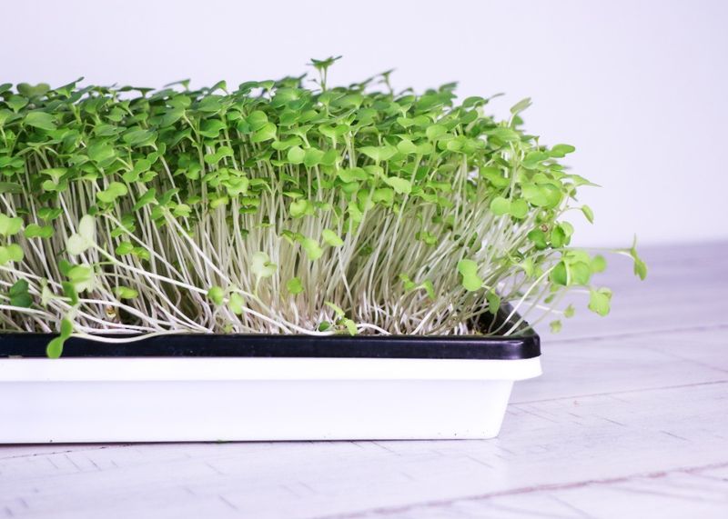 Mustard Greens Microgreens
