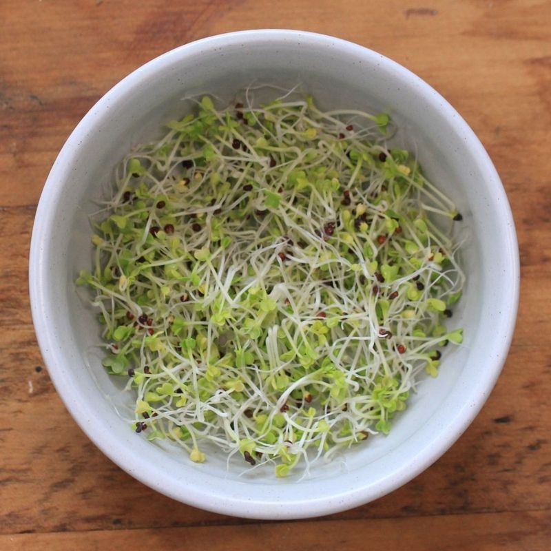 Mustard Microgreens For Bold Flavor And Speed