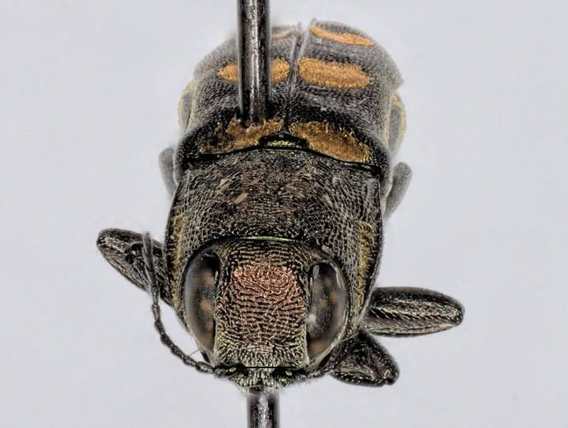 Mediterranean Oak Borer