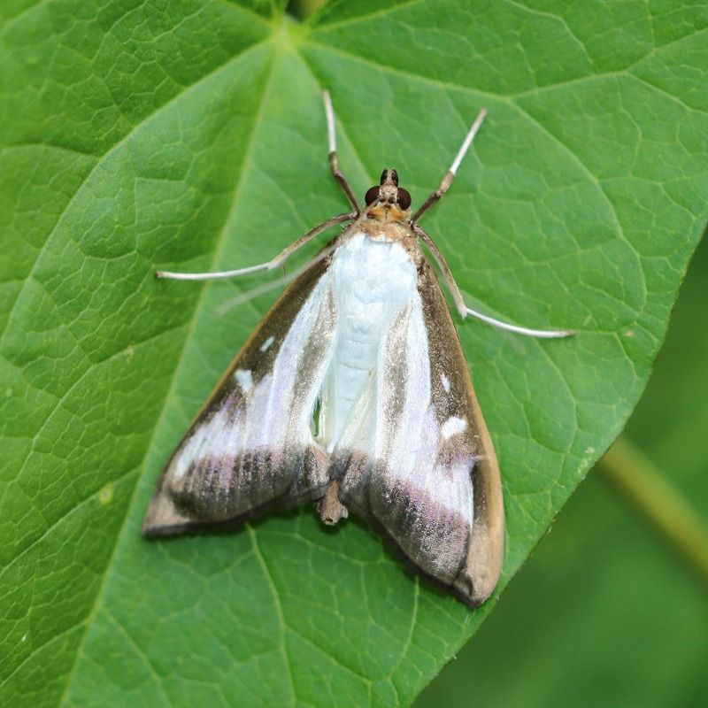 Box Tree Moth