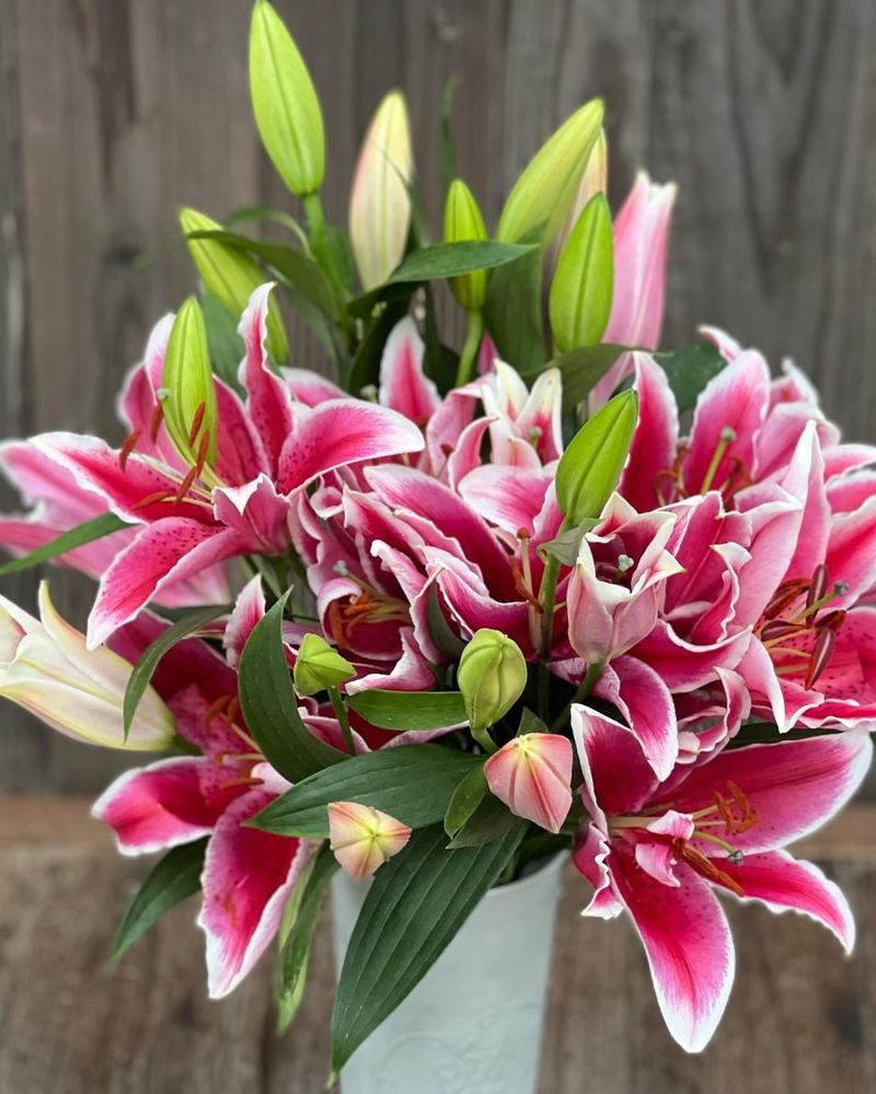 Oriental Lilies