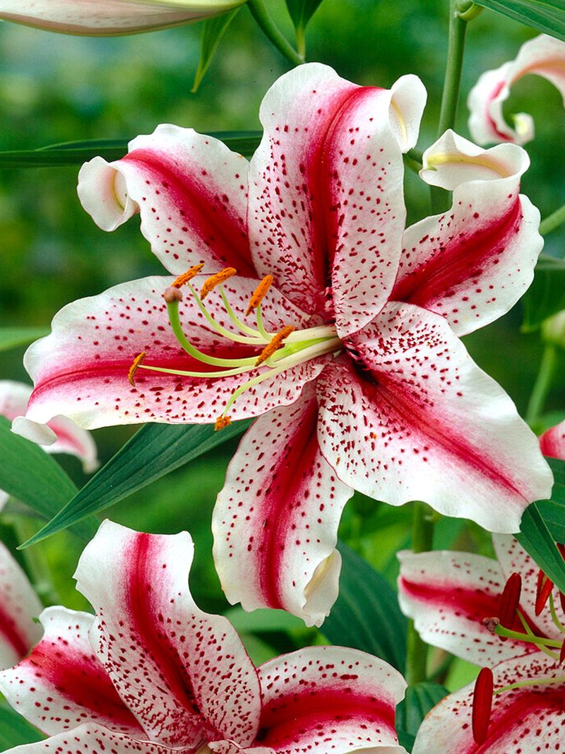 Oriental Lilies
