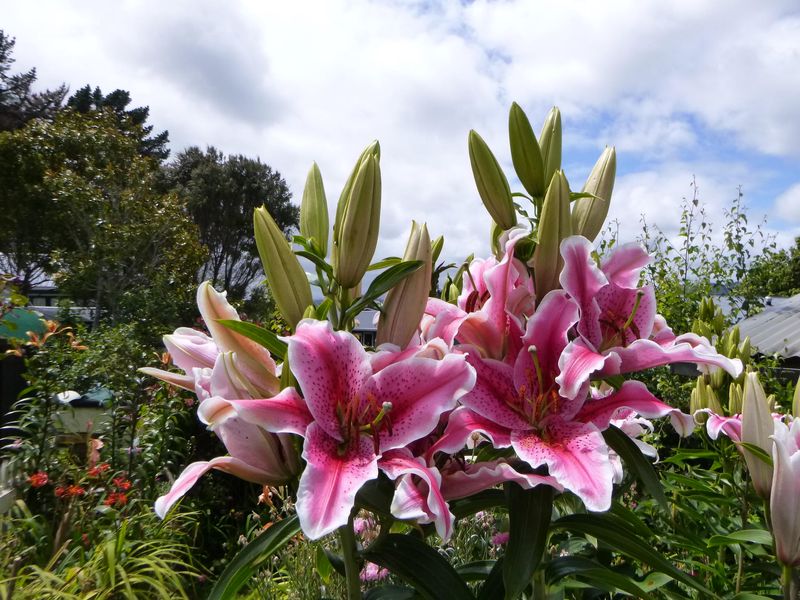 Oriental Lily