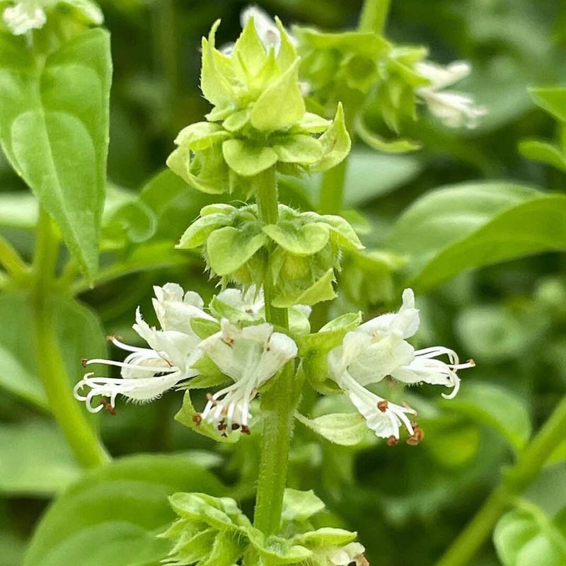 Basil (Ocimum Basilicum)
