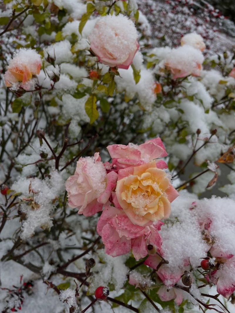 Hardy Roses Bred For Cold Climates