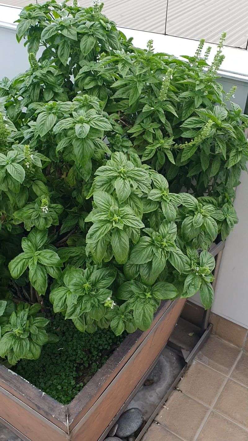 Basil
