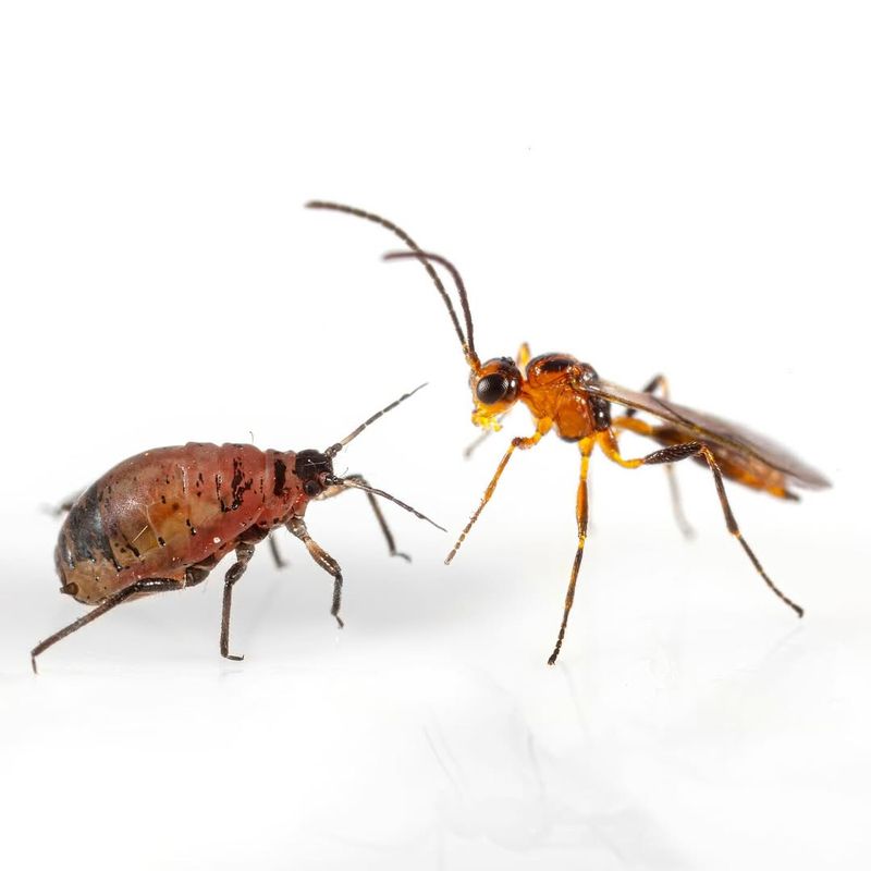 Parasitic Wasps