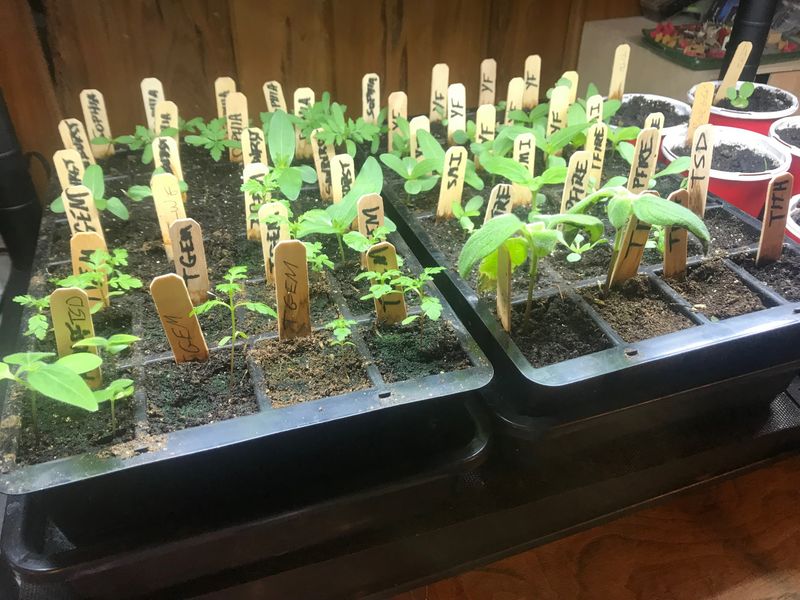Start Cold-Hardy Seeds Indoors While Waiting On Soil