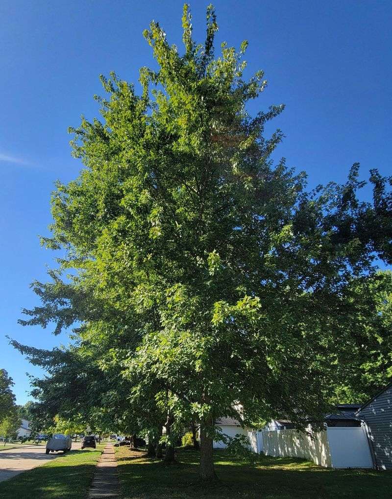 Determine Shade Coverage And Energy Efficiency