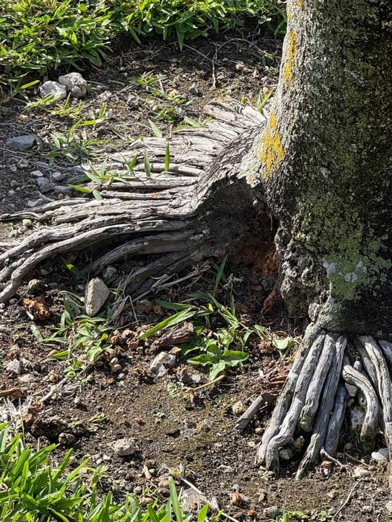 Inspect Roots And Soil Stability