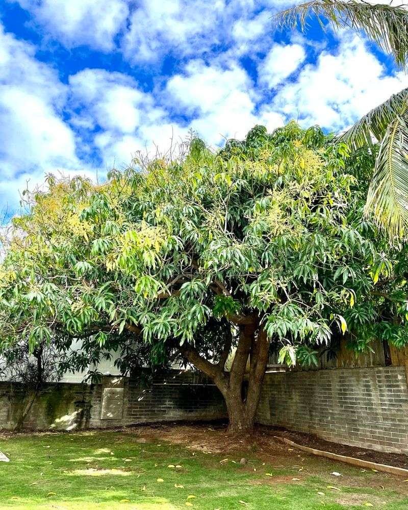Match Trees To Your Soil Type And Drainage