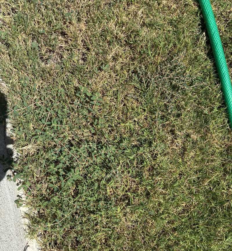 Overlooking How Spurge Spreads From Nearby Areas