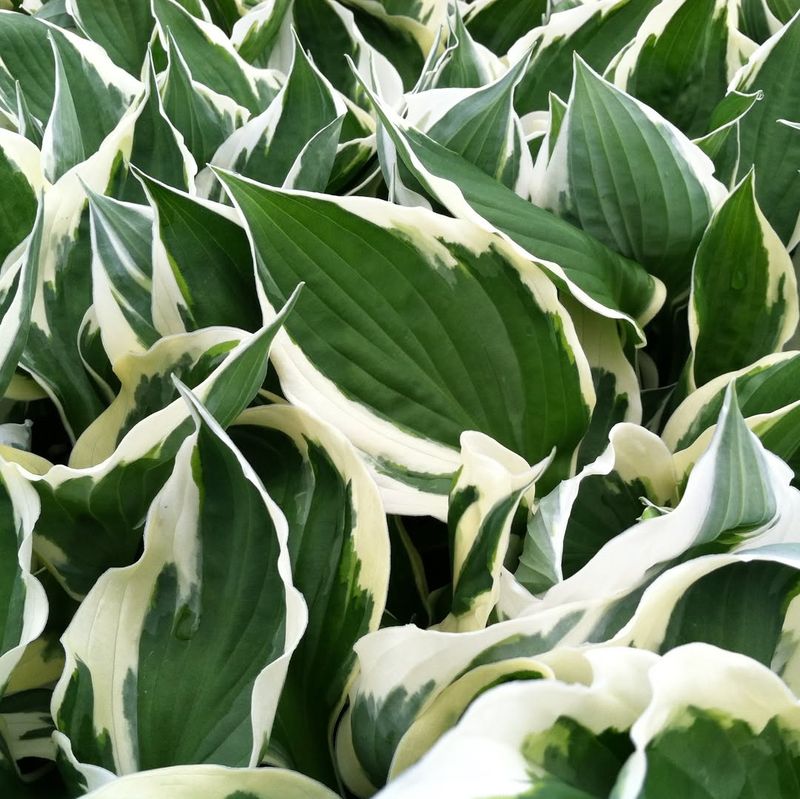 Hosta