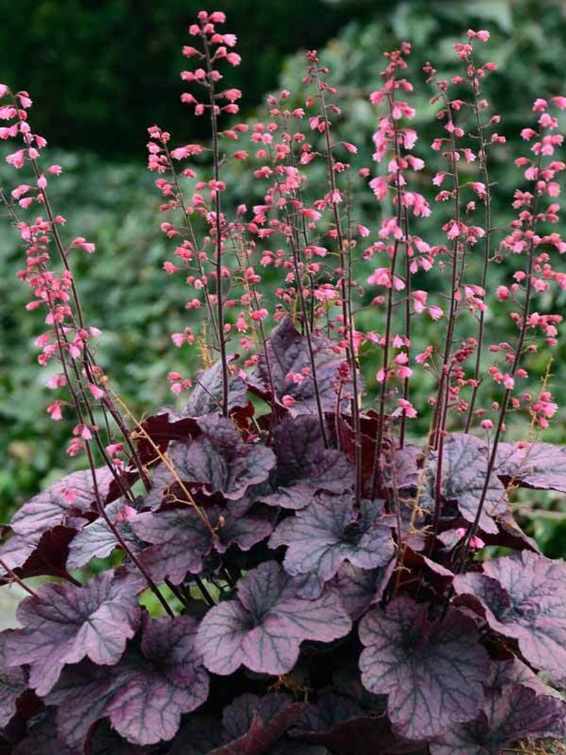 Coral Bells