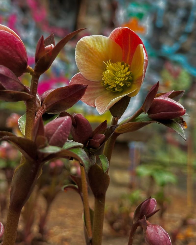 Hellebore (Lenten Rose)