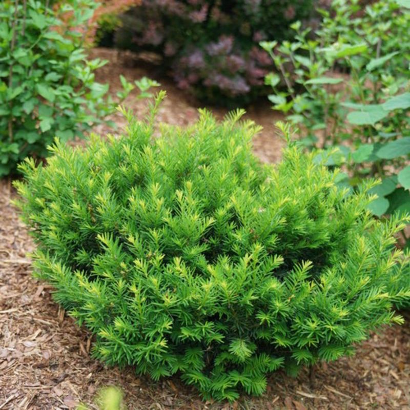 Yew (Dwarf Or Spreading Forms)