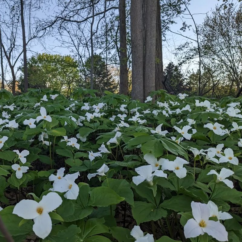Trillium (Oregon native wildflower)