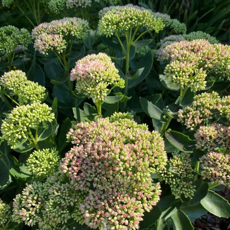 Sedum Or Stonecrop (Sedum Spp.)
