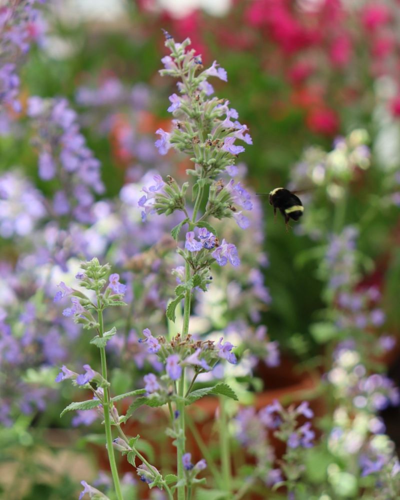 Catmint (Nepeta)