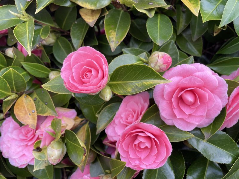 Adapts to Various California Microclimates