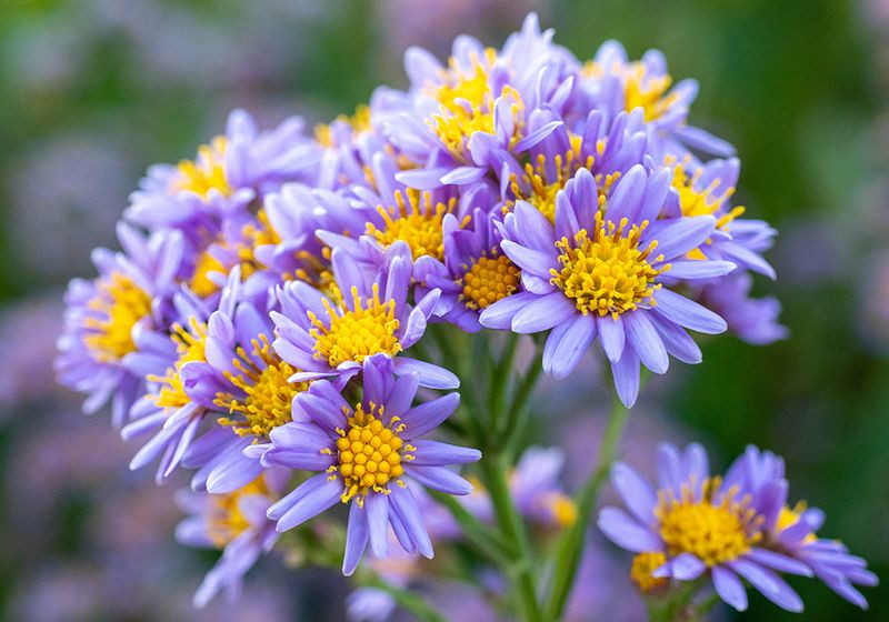September – Aster (Meaning + Texas Growing Tips)