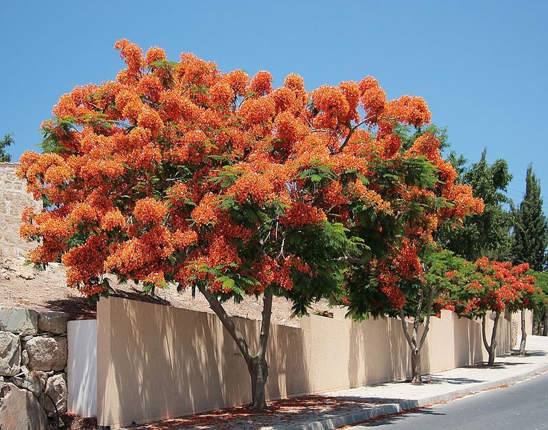 Royal Poinciana