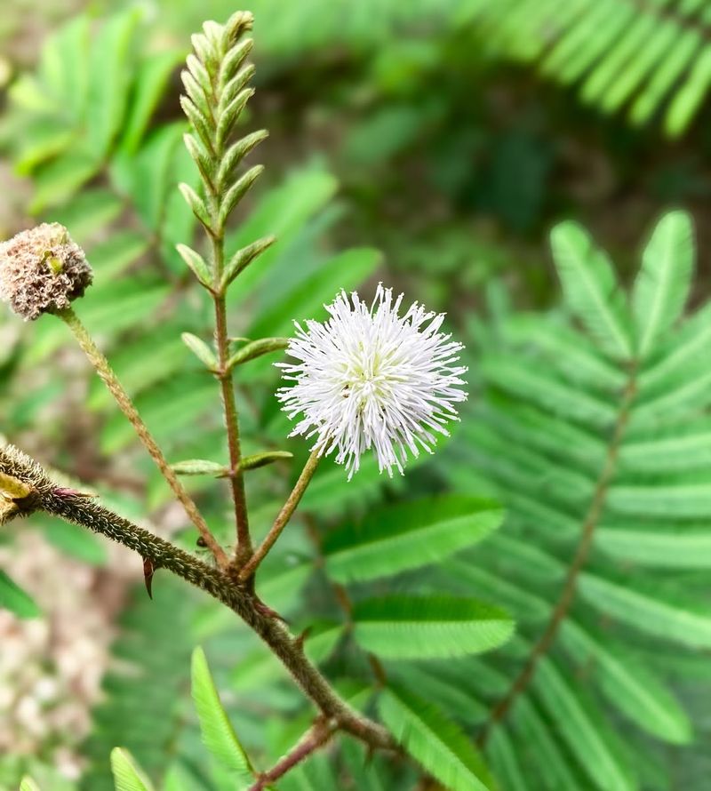 Mimosa Pigra (Giant Sensitive Plant)