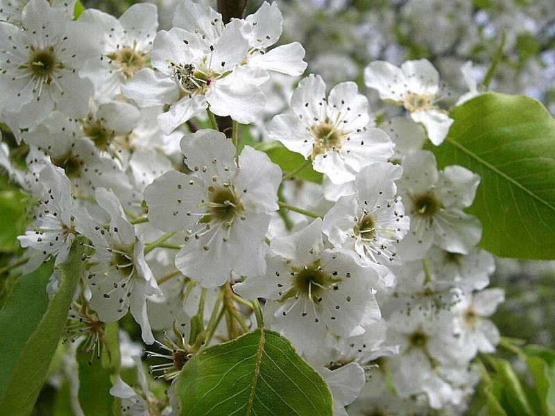 Bradford Pear