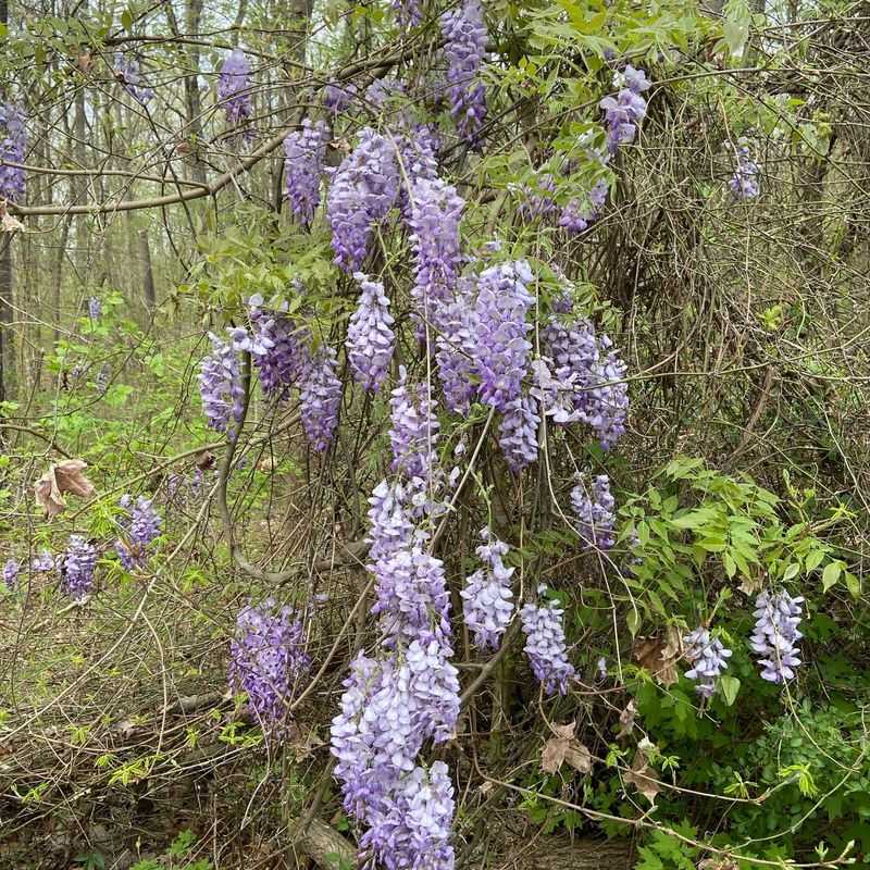 Chinese Wisteria