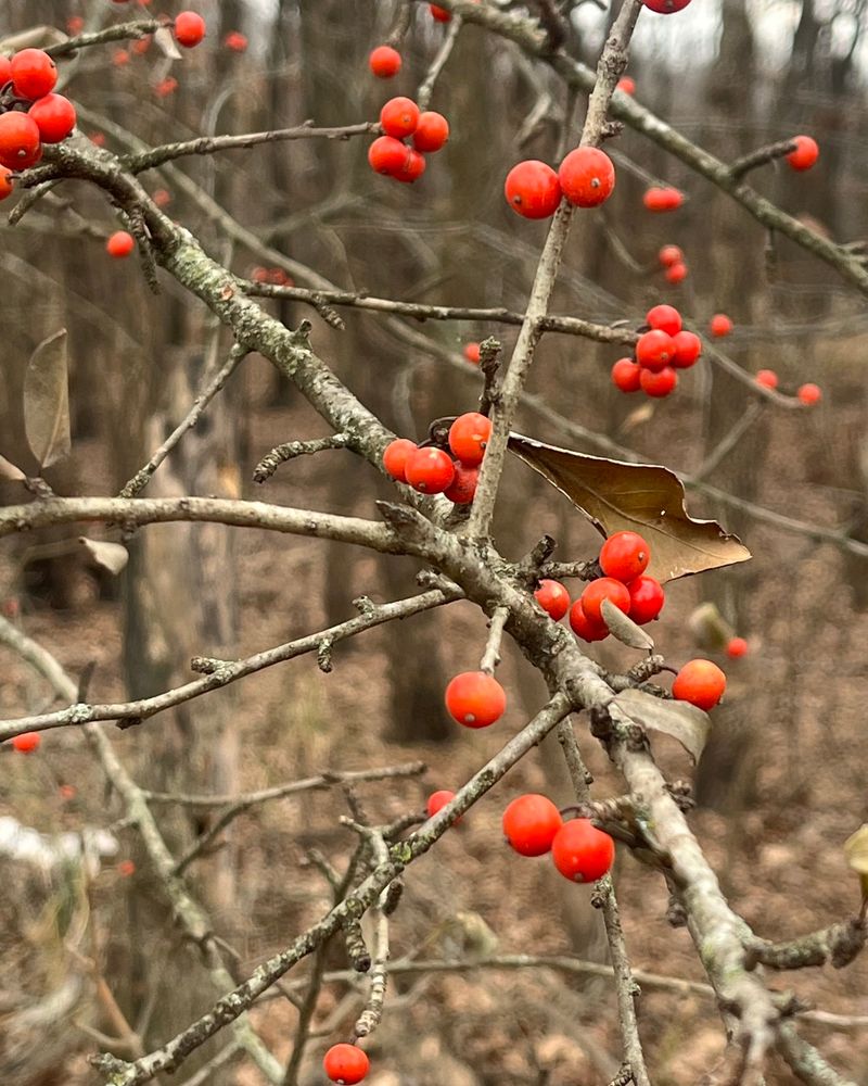 Possumhaw Holly