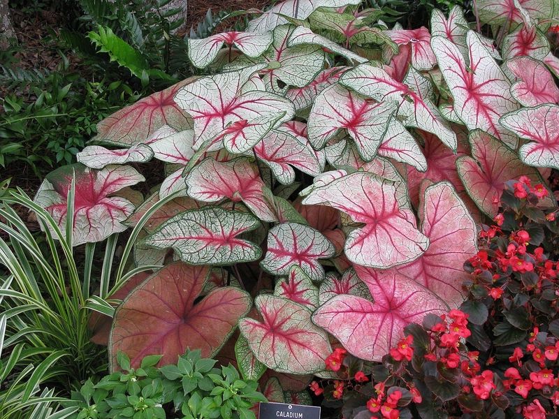 Caladiums (Texas Superstar Varieties)