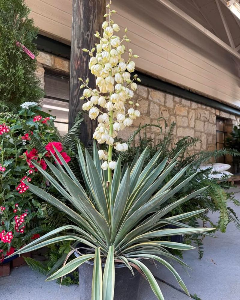 Yucca