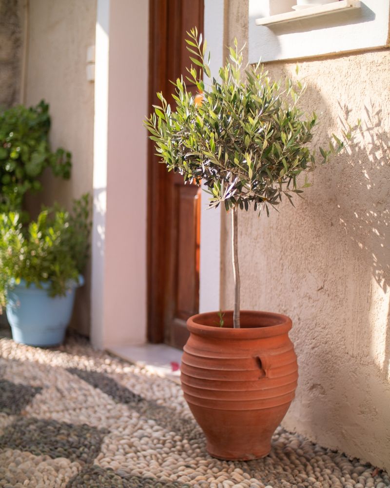 Olive (Florida-Friendly Cultivars)