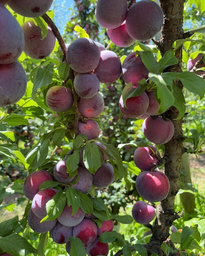Plum (Prunus Salicina - Japanese Plum Types)