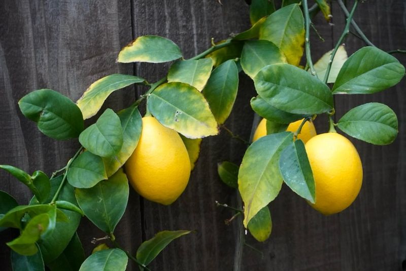 Citrus (Orange Or Lemon)