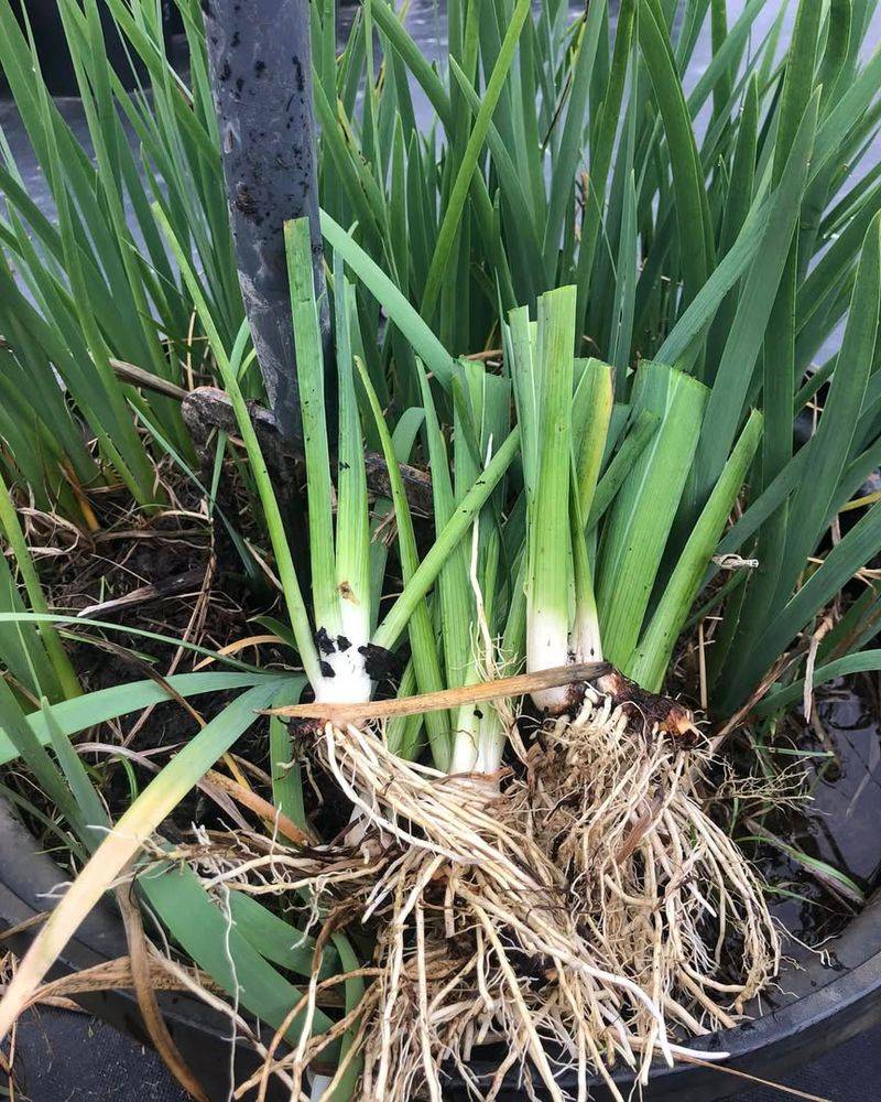 Divide Crowded Irises Every Few Years For Stronger Blooms