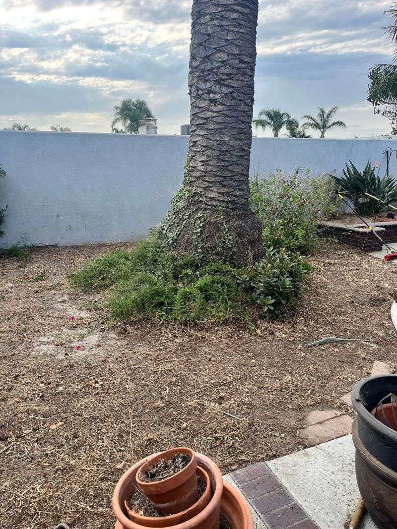 Repack Soil Properly To Stabilize The Trunk