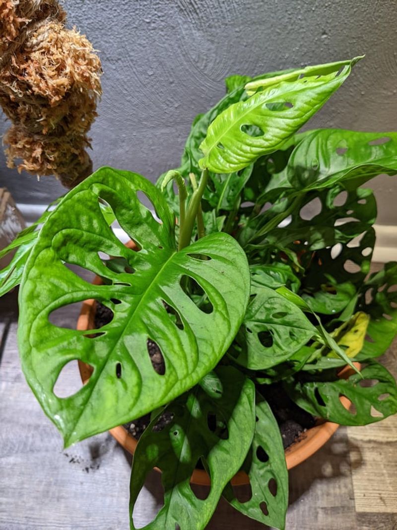 Ensure Gentle Air Circulation Without Strong Fans